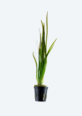 Vallisneria Spiralis 'Tiger'