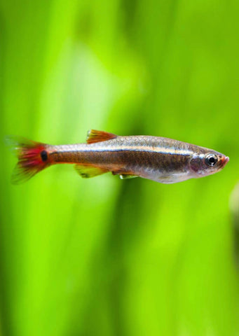 White Cloud Mountain Minnow Tetra tropical fish from Discus.ae products online in Dubai and Abu Dhabi UAE