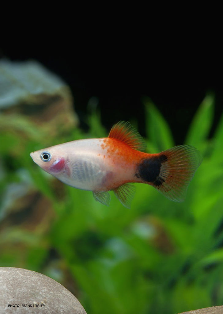 White Mickey Platy