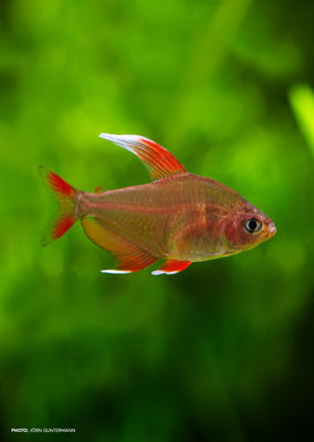 Whitefin Ornatus Tetra