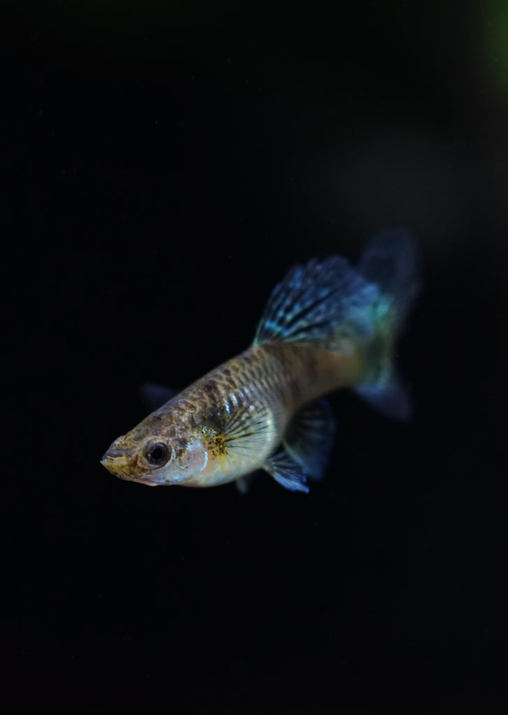 Yellow Cobra Guppy