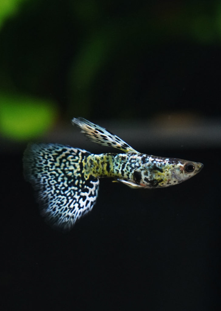 Yellow Cobra Guppy