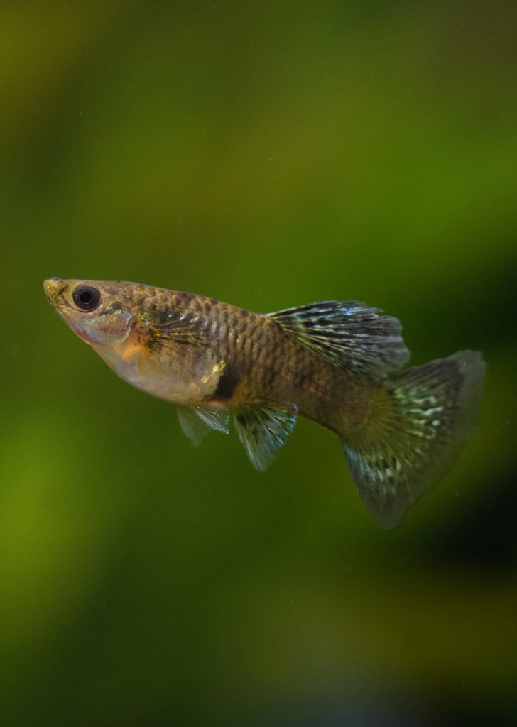 Yellow Cobra Guppy