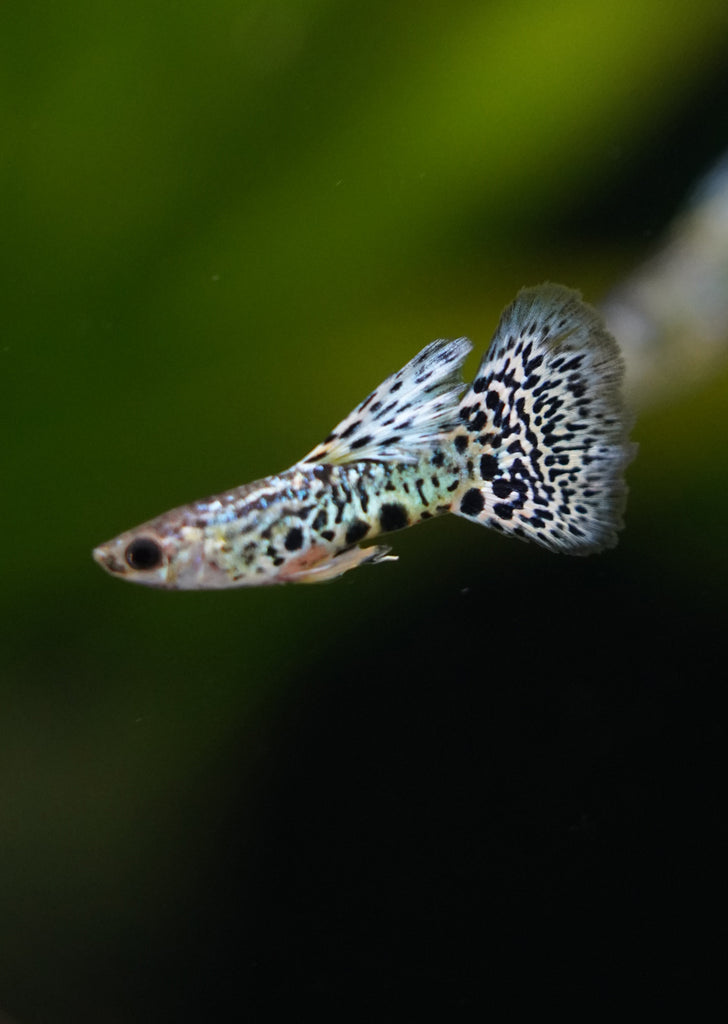 Yellow Cobra Guppy