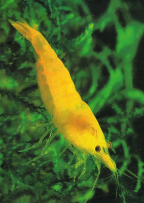 Yellow Golden tropical fish from Heya Aquatics products online in Dubai and Abu Dhabi UAE