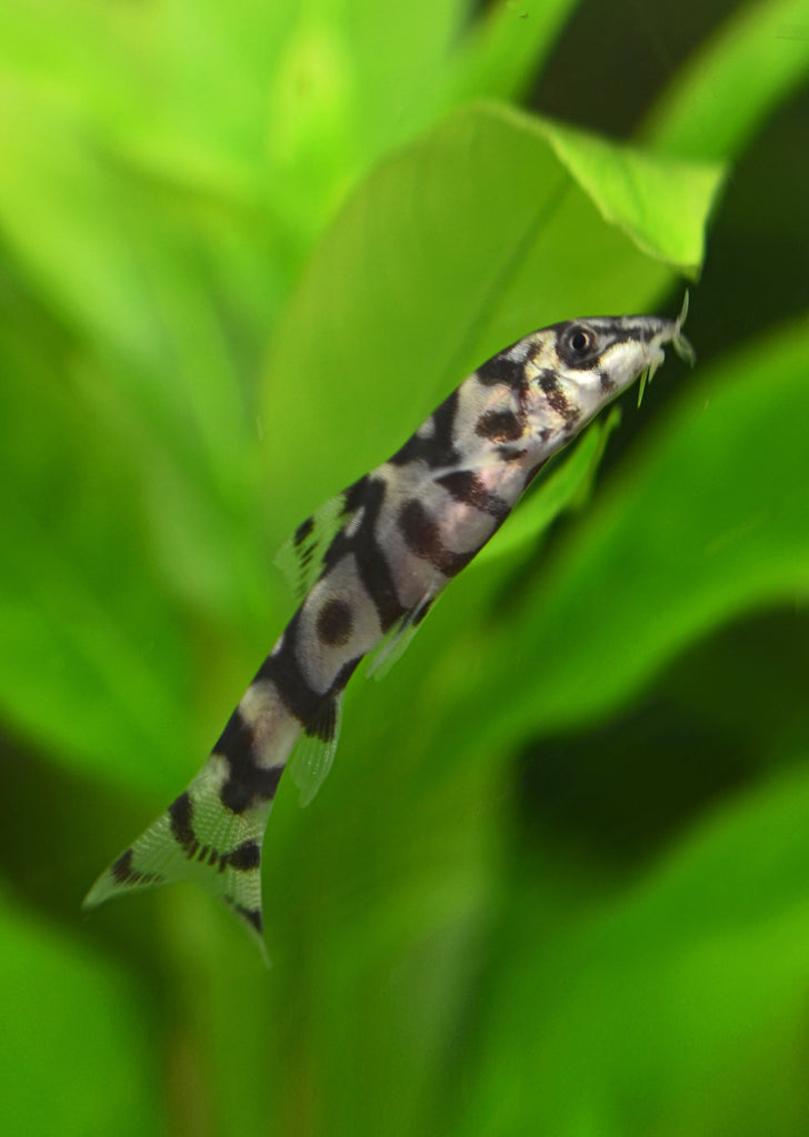 Yoyo Loach tropical fish from Discus.ae products online in Dubai and Abu Dhabi UAE