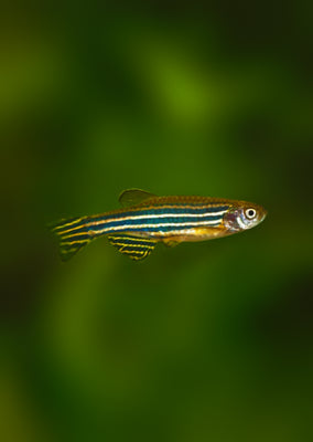 Zebra Danio