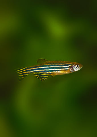 Zebra Danio