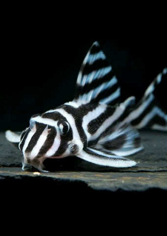 L046 Zebra Pleco tropical fish from Discus.ae products online in Dubai and Abu Dhabi UAE